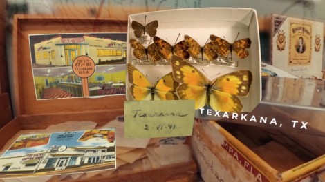 Nabokov’s Butterflies - Shelf Life 360 | AMNH