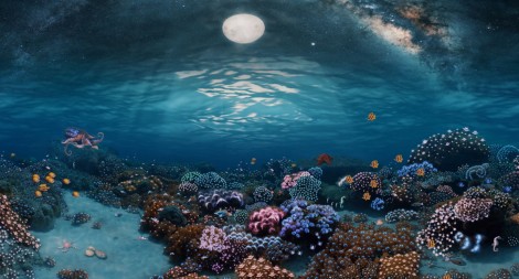 360° Underwater Coral Garden